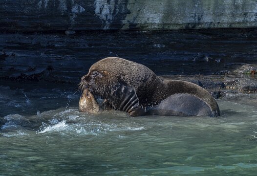 Male maned seal (Otaria flavescens) mating with a female, Bleaker Island, Falkland Islands, Great Britain, South Atlantic