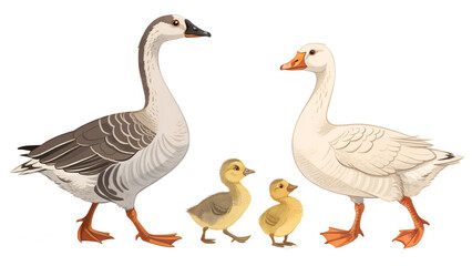 Obraz premium Various Geese PNG – Cartoon and Realistic Goose, Gander and Gosling Illustrations on Transparent Background