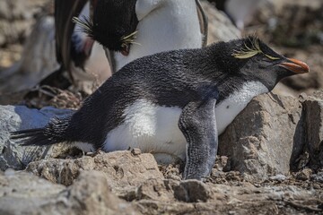 Rockhopper penguin (Eudyptes chrysocome), resting on its clutch of eggs, Pebble Island, Falkland Islands, Great Britain, South Atlantic