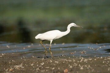Little white heron in its natural environment	