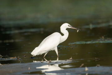 Little white heron in its natural environment	