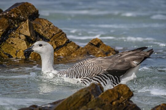 Magellanic Goose (Chloephaga picta), also known as Highland Goose or Red-headed Goose, Gander, male animal, Falkland Islands, Great Britain, South Atlantic
