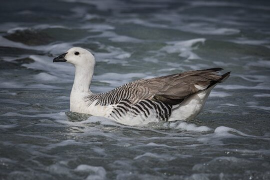 Magellanic Goose (Chloephaga picta), also known as Highland Goose or Red-headed Goose, Gander, male animal, Falkland Islands, Great Britain, South Atlantic