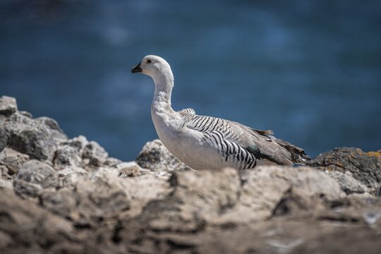 Magellanic Goose (Chloephaga picta), also known as Highland Goose or Red-headed Goose, Gander, male animal, Falkland Islands, Great Britain, South Atlantic