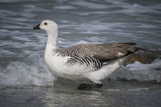 Magellanic Goose (Chloephaga picta), also known as Highland Goose or Red-headed Goose, Gander, male animal, Falkland Islands, Great Britain, South Atlantic