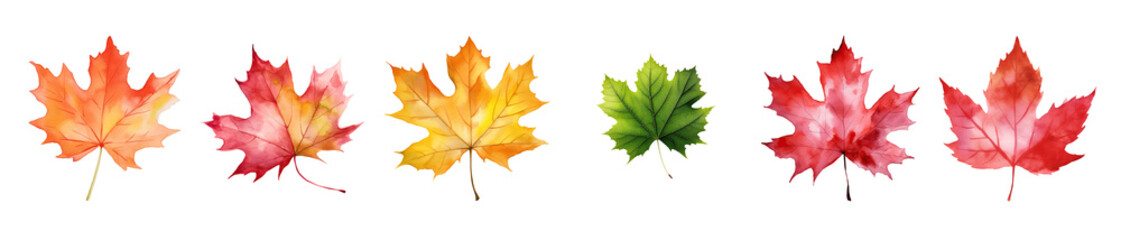 Obraz premium Vibrant watercolor maple leaves showcase stunning autumn colors, perfect for seasonal design projects and fall themes