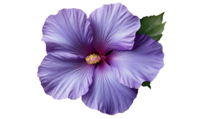 captivating purple hibiscus flower in full bloom with vibrant petals and a delicate leaf, a symbol of tropical beauty and nature's elegance. Isolated On Transparent and White Background