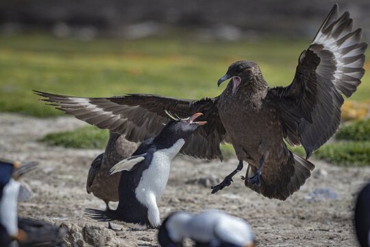 Rockhopper penguin (Eudyptes chrysocome) fending off a skua (Strecorarius antarcticus), Pebble Island, Falkland Islands, Great Britain, South Atlantic