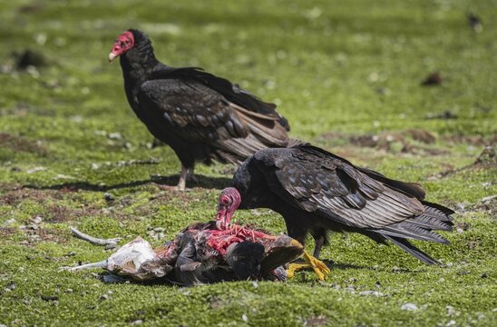 Turkey Vulture (Cathartes aura) on the carcass of a Magellanic Goose (Chloephaga picta), Bleaker Island, Falkland Islands, Great Britain, South Atlantic