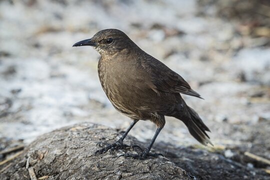 Unicoloured shorebird, sooty-brown shorebird, also Tussac bird (Cinclodes antaracticus), Bleaker Island, Falkland Islands, Great Britain, South Atlantic