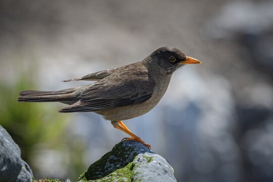 Falkland thrush, or Magellan thrush (Turdus falcklandii), male bird, Pebble Island, Austral Thrush, Great Britain, South Atlantic