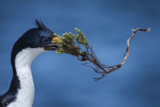 Blue-eyed Cormorant (Phalacrocorax atriceps) with nesting material, also Imperial shag, Bleaker Island, Falkland Islands, Great Britain, South Atlantic