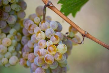 Green grapes on the vine ready for harvest.