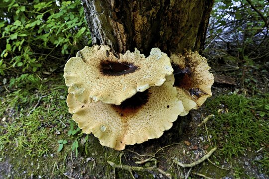 Dryad's saddle or dryad's saddle (Cerioporus squamosus, syn. Polyporus squamosus), on dead wood, Switzerland