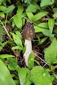 Capped morel (Morchella semilibera), Switzerland