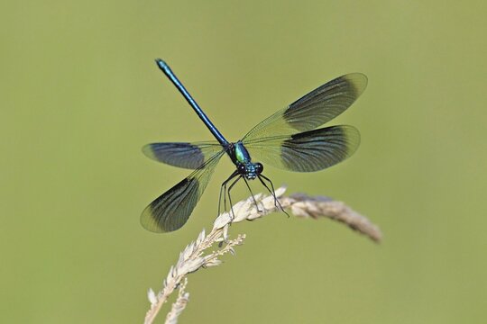 Banded demoiselle (Calopteryx splendens), male approaching a blade of grass, Switzerland