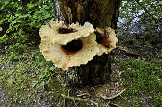 Dryad's saddle or dryad's saddle (Cerioporus squamosus, syn. Polyporus squamosus), on dead wood, Switzerland