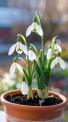 Snowdrop flowers in pot