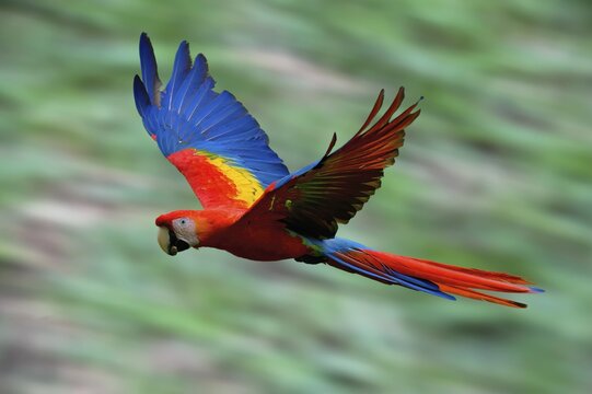 Flying Hybrid Scarlet x Great Green Macaw (Ara macao x militaris), Costa Rica