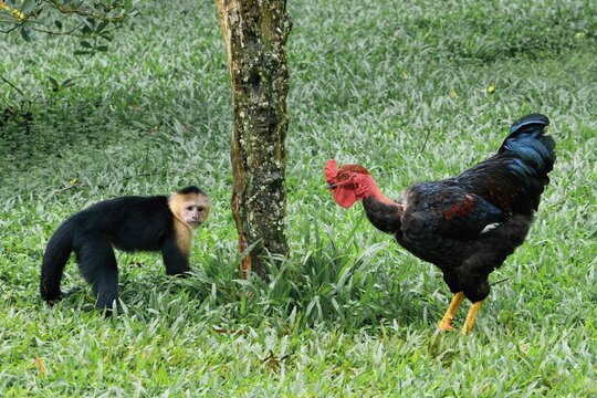 Surprising encounter between a Panamanian white-faced capuchin (Cebus imitator) and a cockerel, Costa Rica