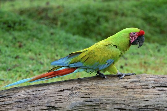 Great Green Macaw or Grand Military Macaw (Ara ambiguousc) walking on a tree trunk, Costa Rica