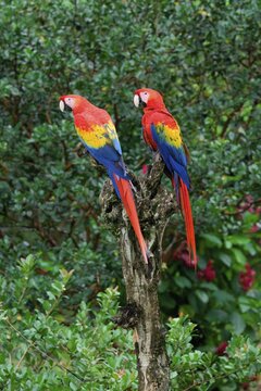 Two Hybrid Scarlet x Great Green Macaws (Ara macao x militaris) perched on a branch, Costa Rica