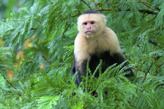 Panamanian white-faced capuchin (Cebus imitator) in a tree, Costa Rica