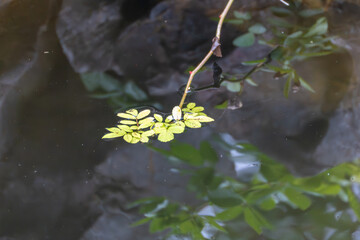 A small branch with green leaves floats calmly on dark water. The reflection adds depth and contrast.