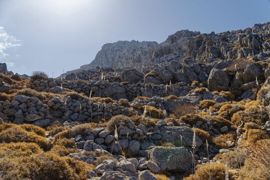 Stony mountain landscape overgrown with maritime squill (Drimia maritima) under a bright sun, hike to the ancient Dorian city of Vrougounda and the cave church of St John Vrykountas, Avlona, Karpathos, Greece