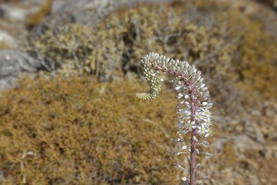Maritime squill (Drimia maritima) in a desert-like landscape, hike to the ancient Dorian city of Vrougounda and the cave church of St John Vrykountas, Avlona, Karpathos, Greece