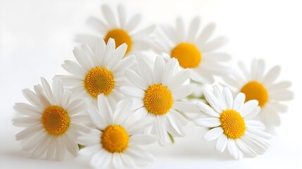 Fototapeta premium Cluster of White Daisy Flowers With Yellow Centers