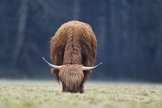 Highland cattle (Bos taurus), adult animal eating grass in a meadow, Switzerland