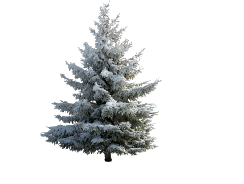 snow-covered christmas tree isolated  transparent background - Powered by Adobe