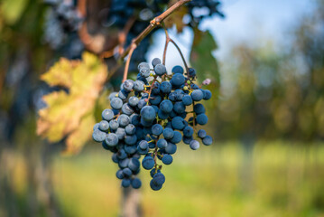Blue vine grapes in the vineyard. Cabernet Franc grapes for making red wine in the harvesting.