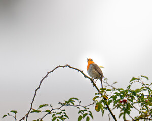 Robin perched on a curved thorny branch with red berries