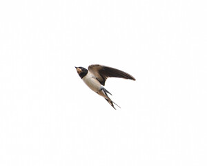 Swallow gliding through air with wings fully spread