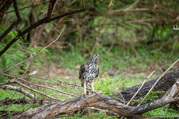 A majestic hawk-eagle, likely a Changeable or African Hawk-Eagle, perches on a weathered branch amidst lush forest foliage, gazing intently upwards into the canopy.