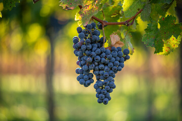 Naklejka premium Bunches of blue grapes in the vineyard. Cabernet Franc grapes for making red wine in the harvesting.