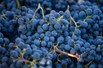 Bucket of grapes during the picking in the vineyard. The name of Cabernet Franc vine grapes in the crate at the harvest season.
