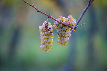 Green grapes with drops on the vine ready for late harvest.