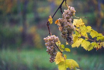 Green grapes with drops on the vine ready for late harvest.