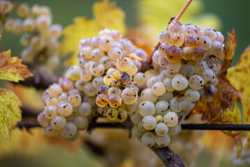 Green grapes with drops on the vine ready for late harvest.