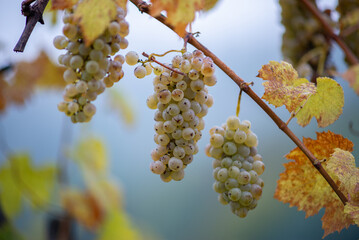 Green grapes with drops on the vine ready for late harvest.