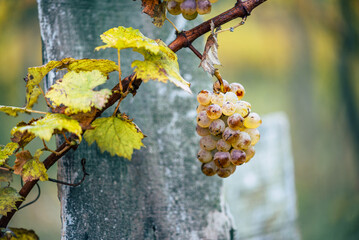 Green grapes with drops on the vine ready for late harvest.