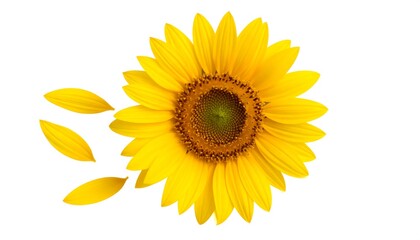 Fototapeta premium Bright sunflower with fallen petals on white background