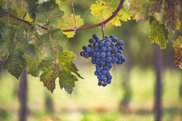 Bunch of blue grapes in the vineyard. Cabernet Franc grapes for making red wine in the harvesting.