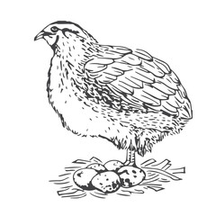 Quail bird vector illustration in white background.