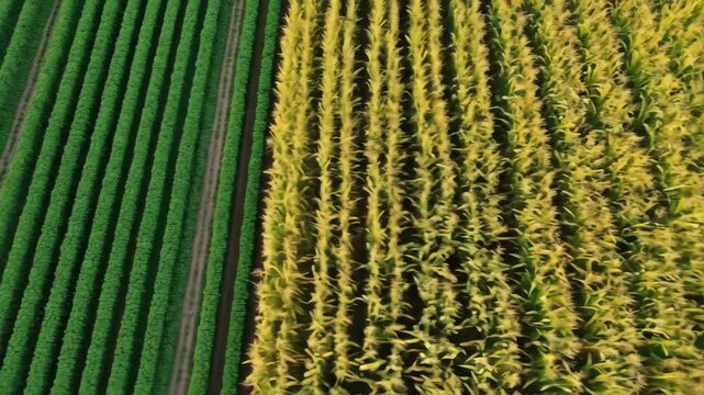 Vibrant green soybean fields meet ripening corn rows from a bird's eye view, Sustainable farming reveals a lush patchwork of soy and corn crops from above