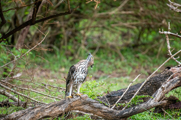 A majestic hawk-eagle, likely a Changeable or African Hawk-Eagle, perches on a weathered branch amidst lush forest foliage, gazing intently upwards into the canopy.