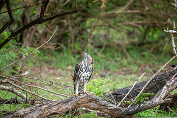A majestic hawk-eagle, likely a Changeable or African Hawk-Eagle, perches on a weathered branch amidst lush forest foliage, gazing intently upwards into the canopy.
